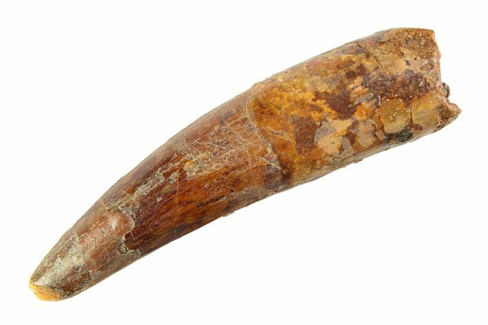 Fossil Spinosaurus Tooth - Real Dinosaur Tooth #353117